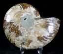 Agatized Ammonite Fossil (Half) #21160-1